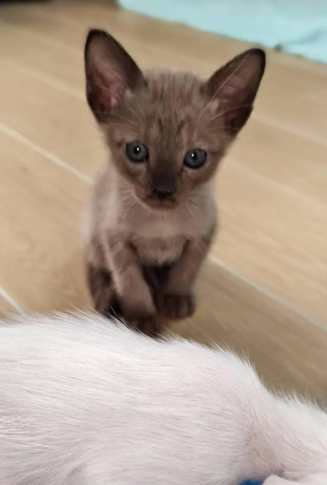 แมวเบอร์มีส Burmese cat
