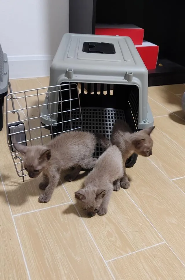 แมวเบอร์มีส Burmese cat