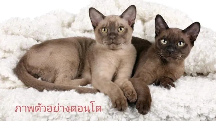 แมวเบอร์มีส Burmese cat
