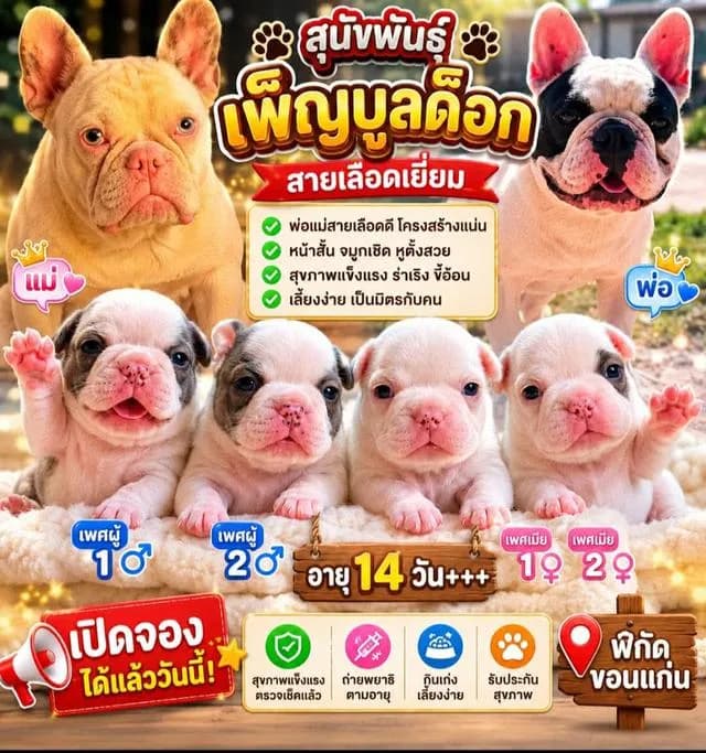 ลูกสุนัขพันธุ์ french bulldog แท้