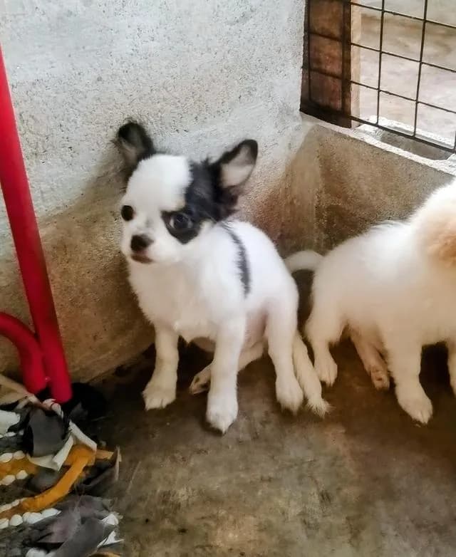 ลูกสุนัขชิวาว่า ขนยาว