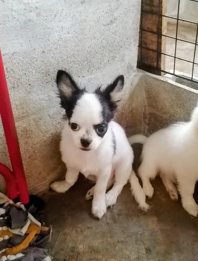 ลูกสุนัขชิวาว่า ขนยาว