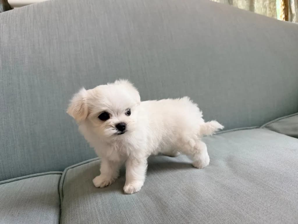 น้องหมามอลทีส เพศผู้