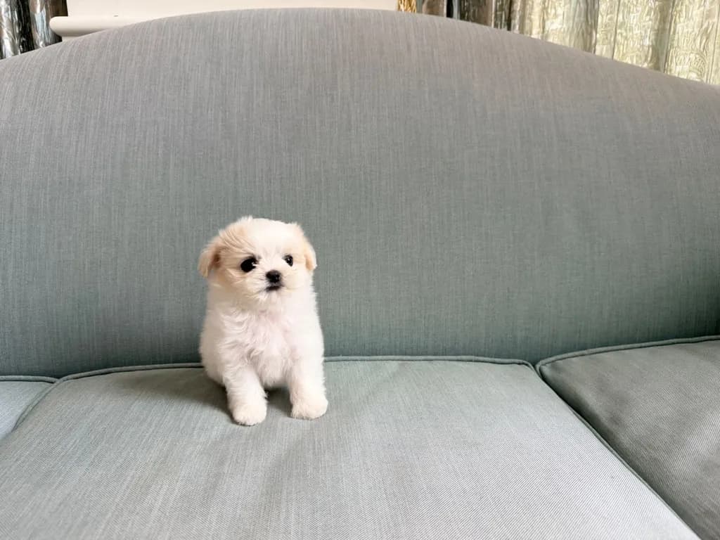 น้องหมามอลทีส เพศผู้