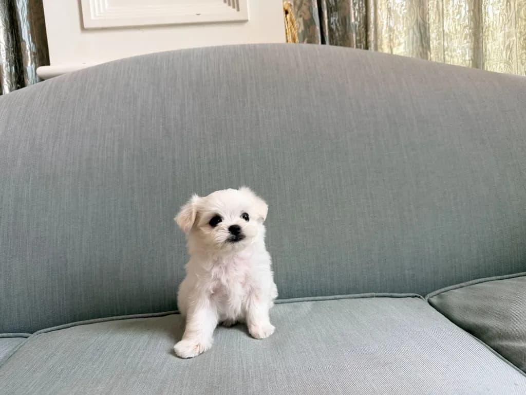 น้องหมามอลทีส เพศผู้