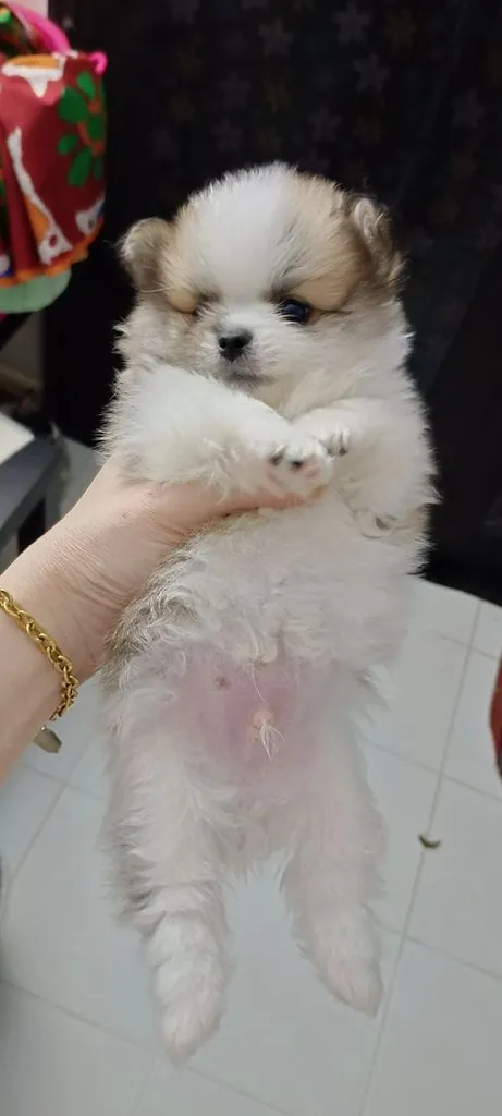 ปอมชิวาว่าพร้อมย้ายบ้านค่ะน้องเกิด13มีนา69
