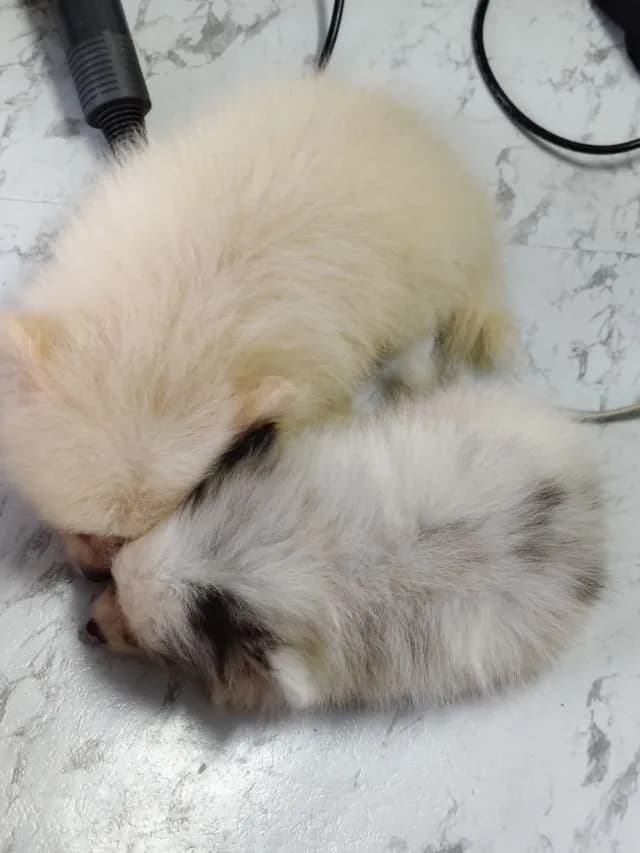 ขายหมาปอมแท้ ตาสีฟ้า