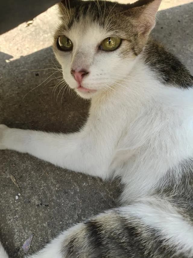 แมว ลูกครึ่ง พันธุ์ขาวมณี