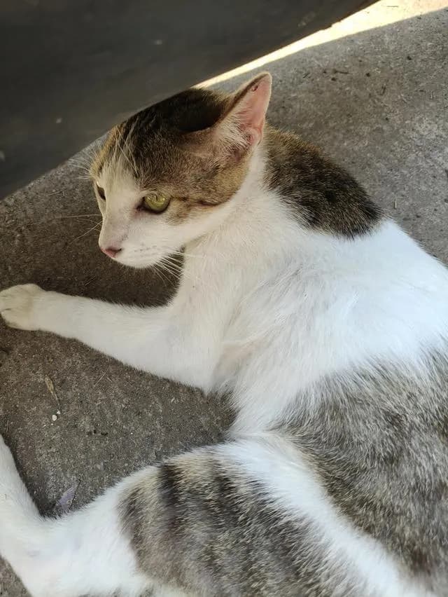 แมว ลูกครึ่ง พันธุ์ขาวมณี