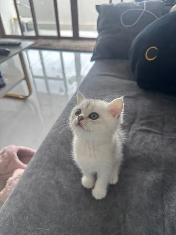 ลูกแมว บริติช
