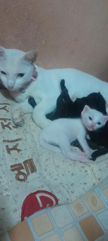 แมวขาวมณีเพศเมียอายุ3สัปดาห์