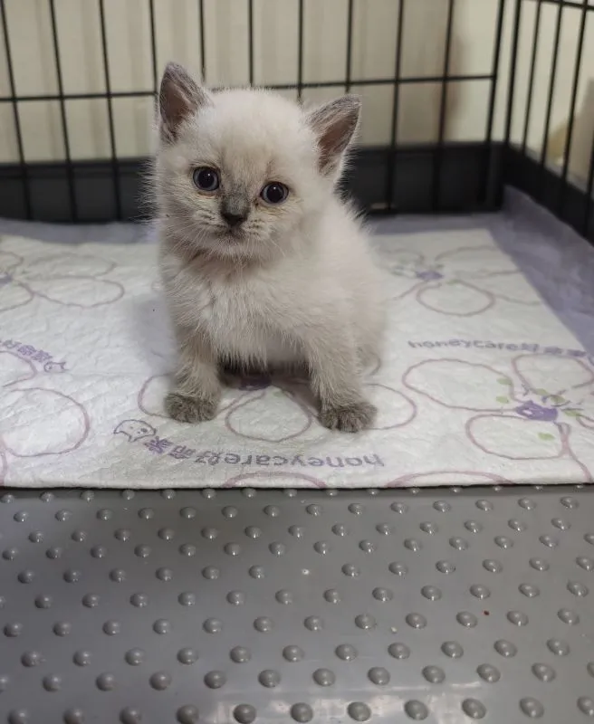 บริติชบลูพอยท์ ญ