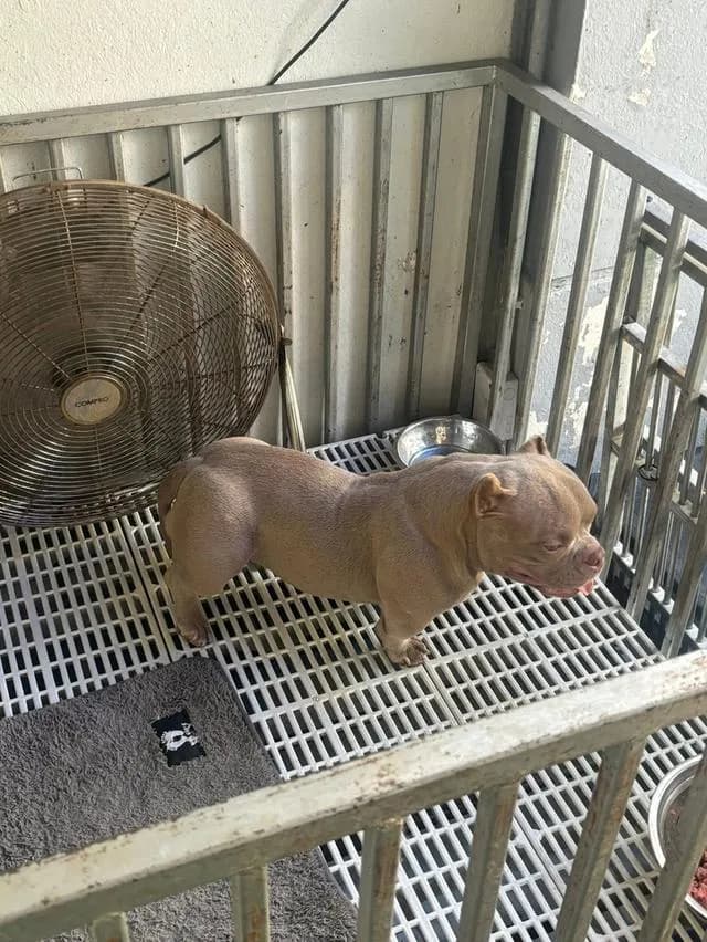 American bully exotic