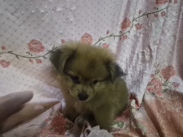 ขายน้องหมาปอม เพศผู้ 53วัน พระราม5