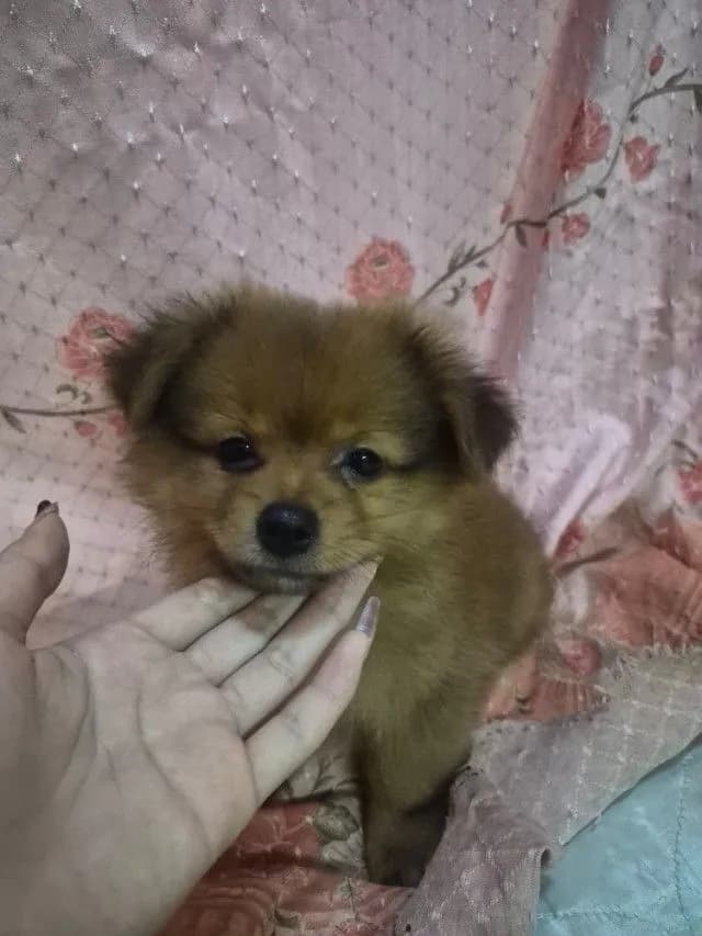 ขายน้องหมาปอม เพศผู้ 53วัน พระราม5