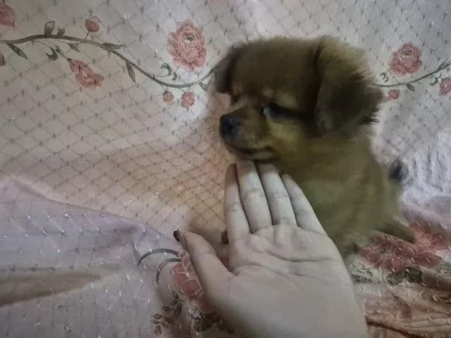ขายน้องหมาปอม เพศผู้ 53วัน พระราม5