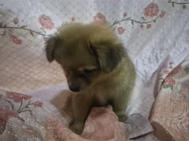 ขายน้องหมาปอม เพศผู้ 53วัน พระราม5