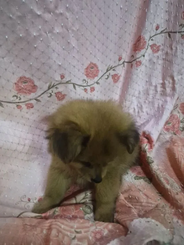 ขายน้องหมาปอม เพศผู้ 53วัน พระราม5