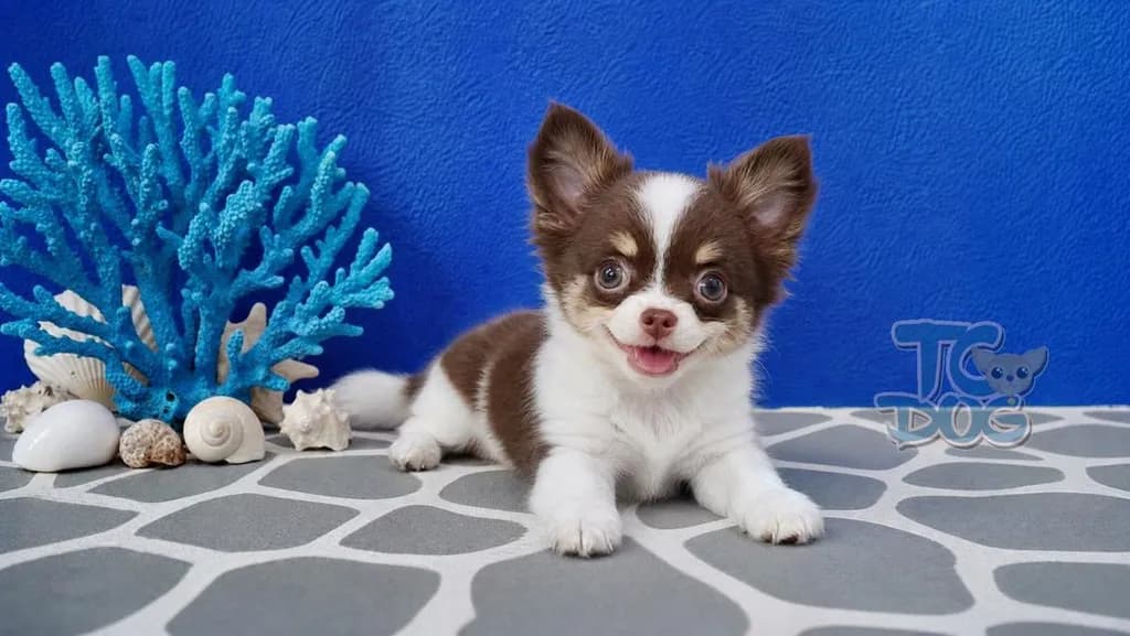 teacupdog ชิวาวาขนยาว