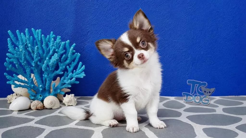 teacupdog ชิวาวาขนยาว