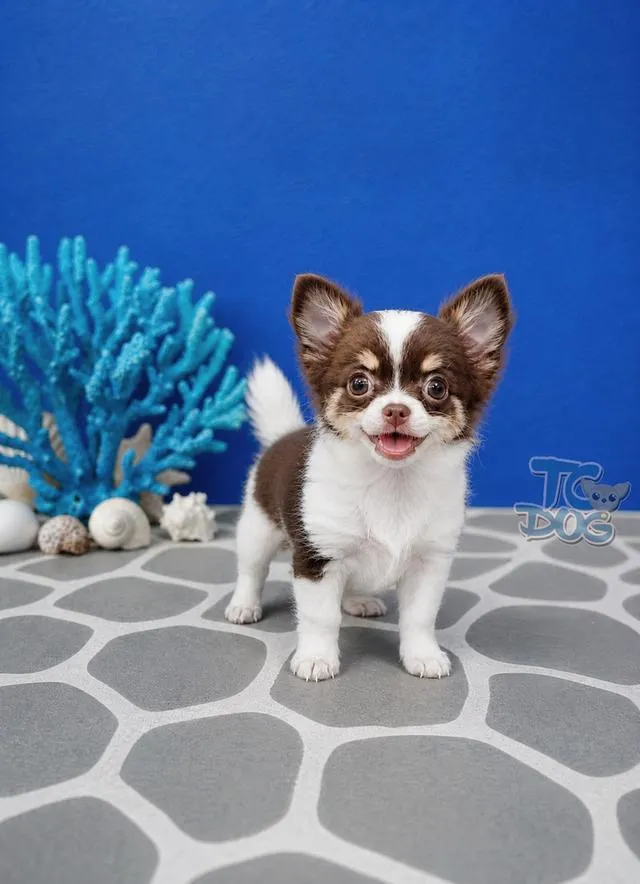 teacupdog ชิวาวาขนยาว