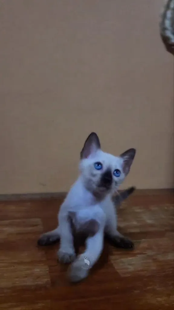 ลูกแมววิเชียรมาศแท้ เพศผู้