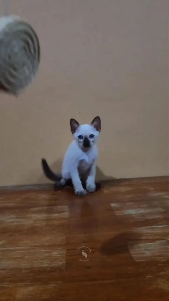 ลูกแมววิเชียรมาศแท้ เพศผู้