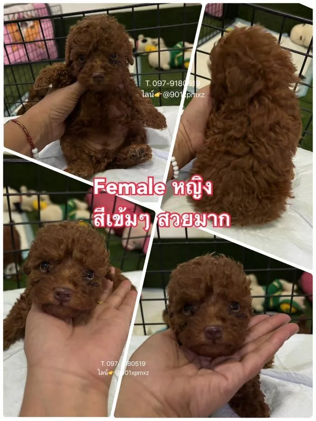 พุดเดิ้ลทอย และไทนี่ เกรดพรีเมียม poodle toy tiny