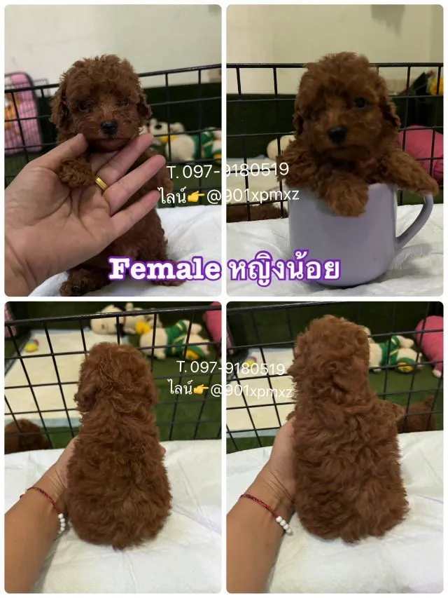 พุดเดิ้ลทอย และไทนี่ เกรดพรีเมียม poodle toy tiny