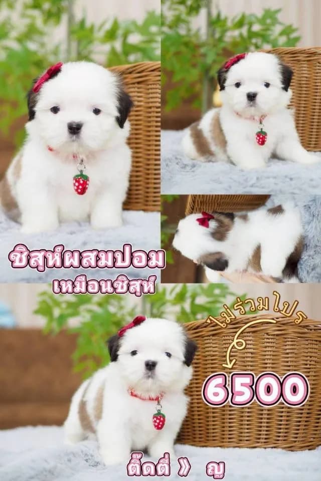 ชิสุ