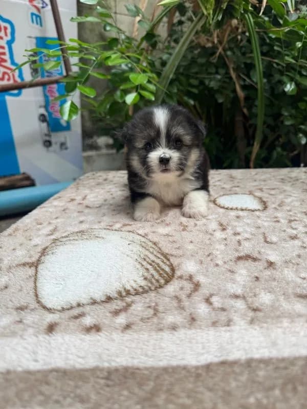 ปอมชิวาว่าผสมชิสุ เด็กหญิง