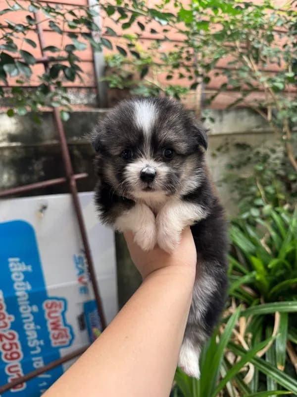 ปอมชิวาว่าผสมชิสุ เด็กหญิง