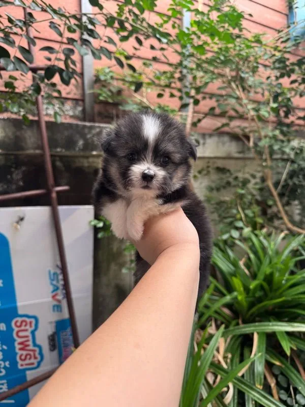 ปอมชิวาว่าผสมชิสุ เด็กหญิง