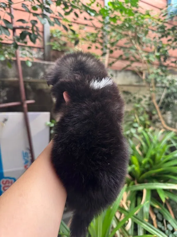 ปอมชิวาว่าผสมชิสุ เด็กหญิง