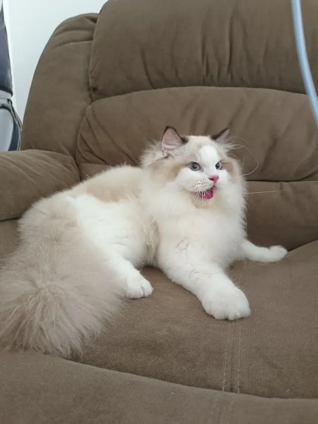 Ragdoll หุ่นหมี เพศชาย