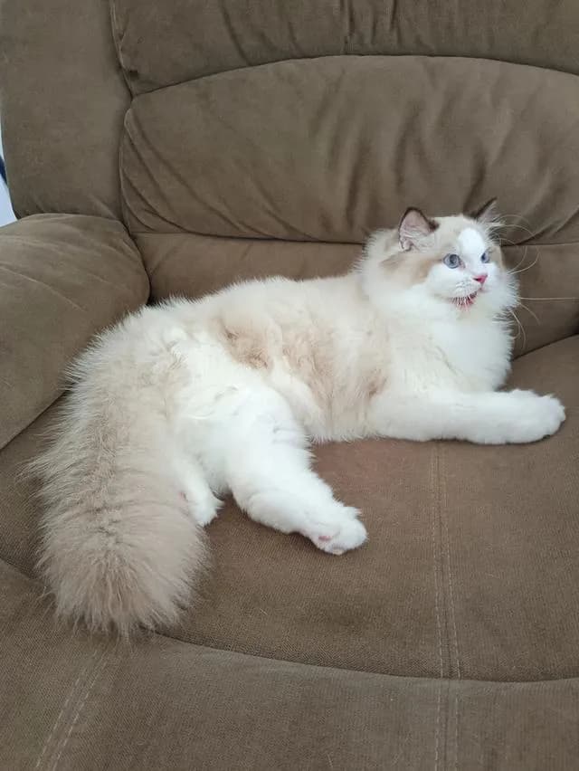 Ragdoll หุ่นหมี เพศชาย