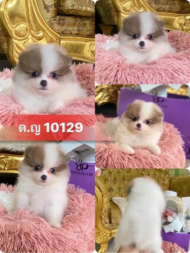 ปอมเมอเรเนียนแท้ พร้อมย้ายบ้าน ราคาเบาๆ