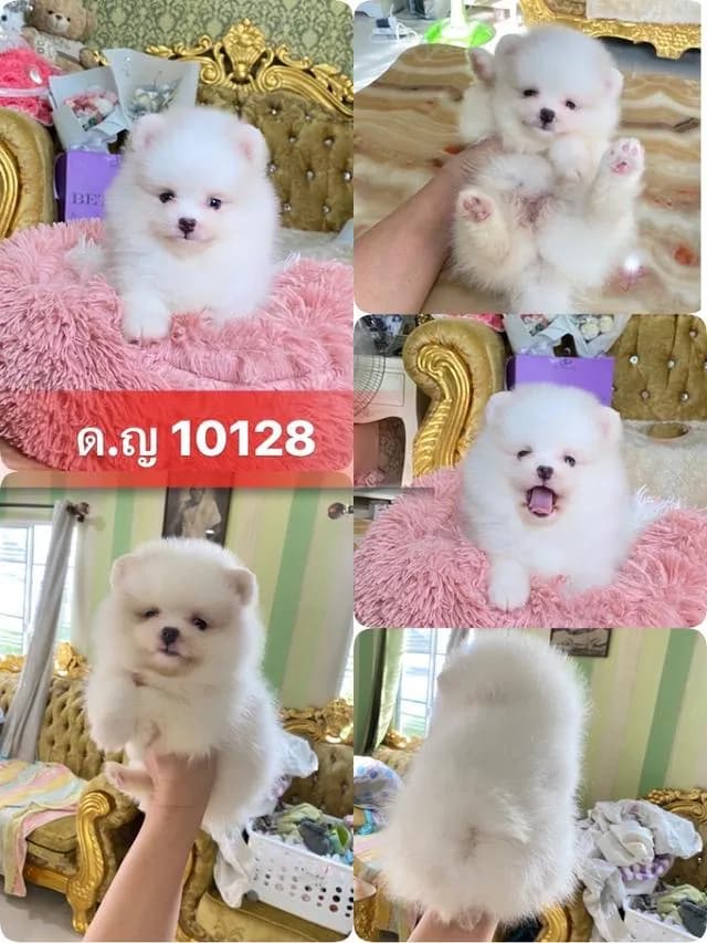 ปอมเมอเรเนียนแท้ พร้อมย้ายบ้าน ราคาเบาๆ