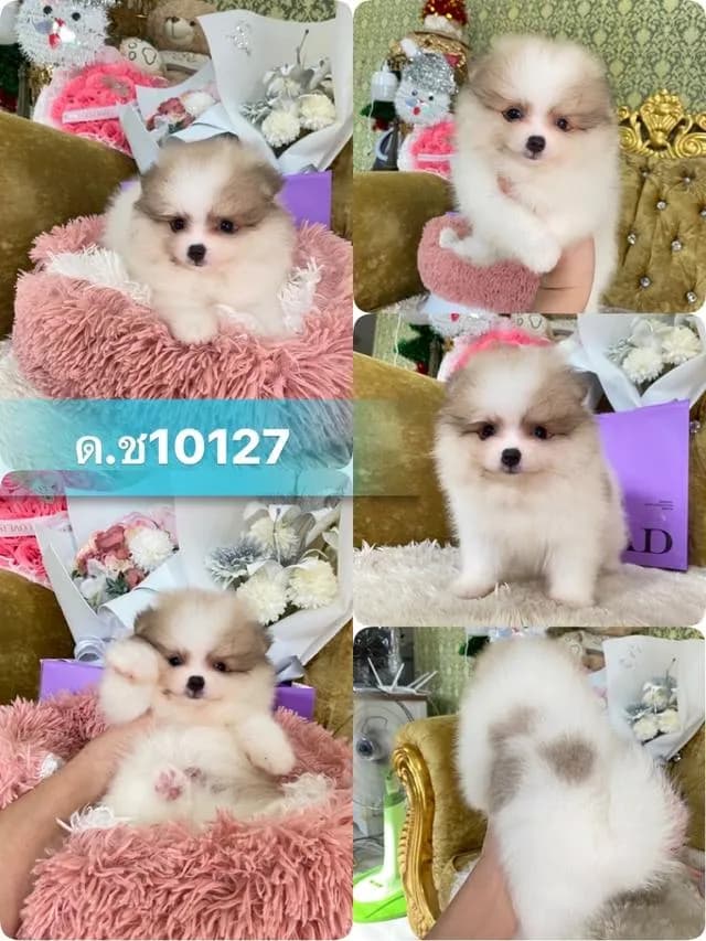 ปอมเมอเรเนียนแท้ พร้อมย้ายบ้าน ราคาเบาๆ