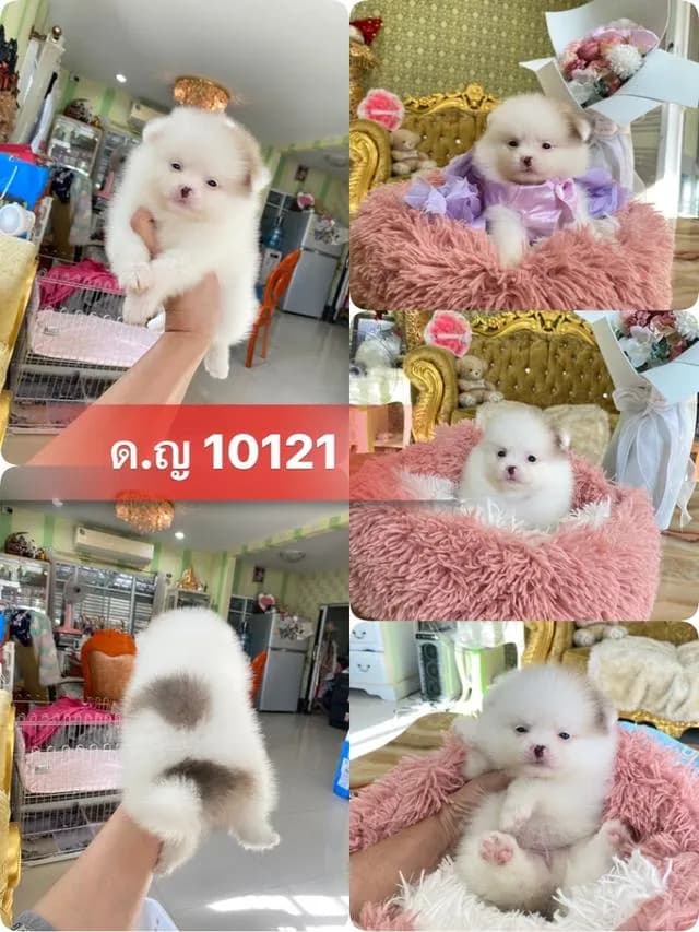 ปอมเมอเรเนียนแท้ พร้อมย้ายบ้าน ราคาเบาๆ