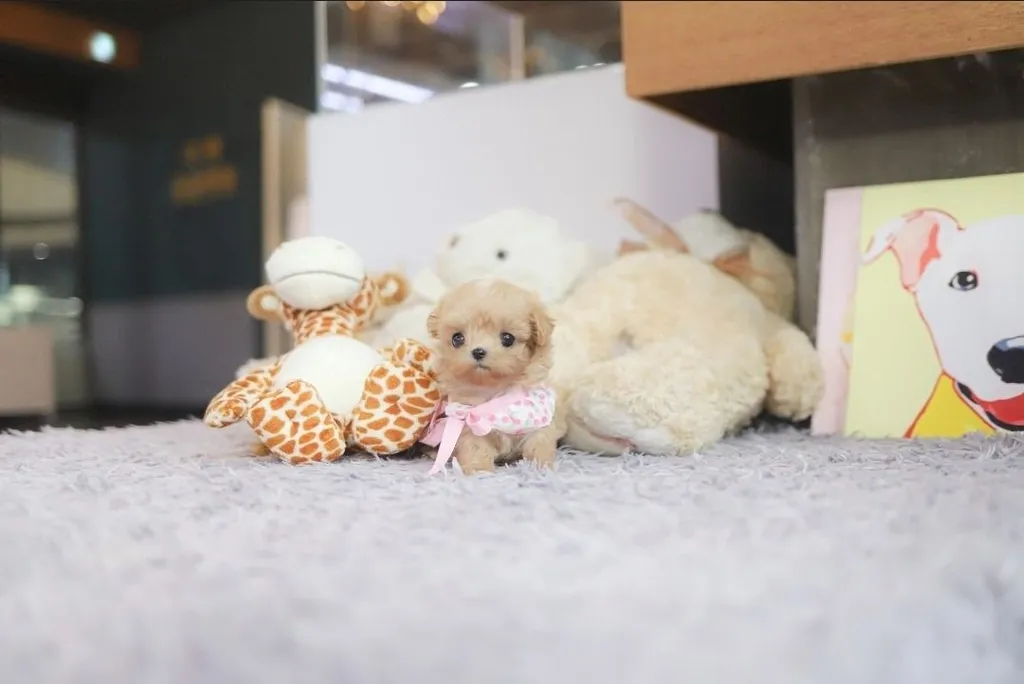 Maltipoo