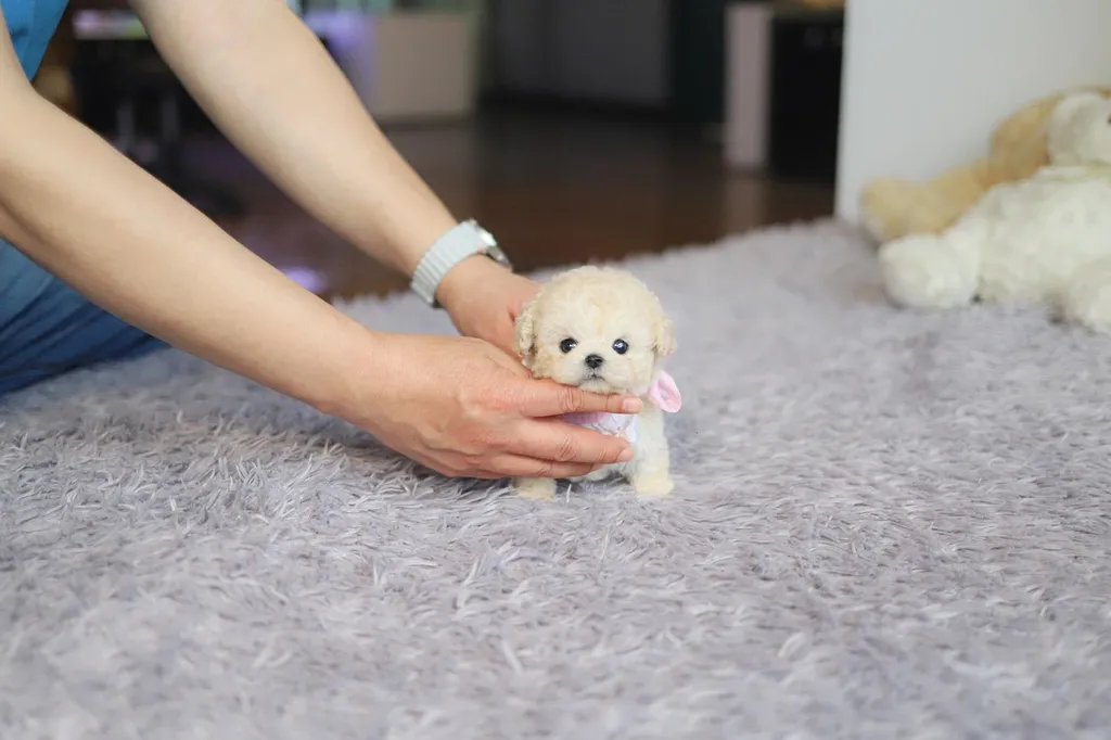 Maltipoo