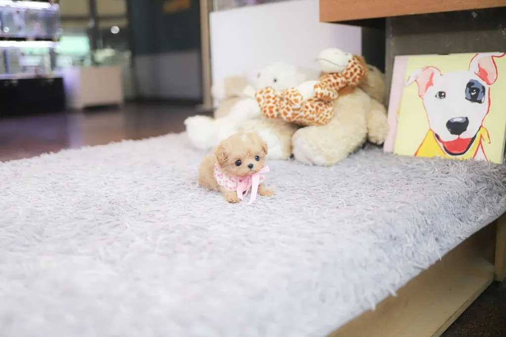 Maltipoo