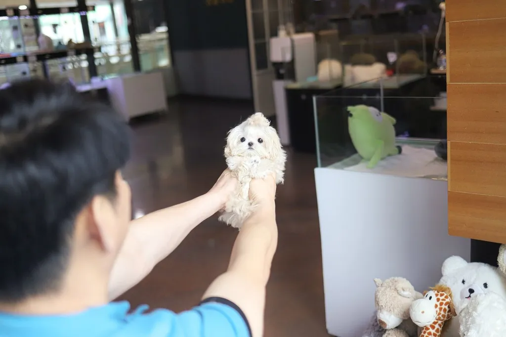 Maltipoo