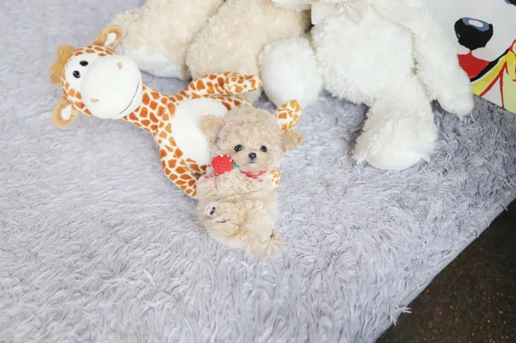 Maltipoo