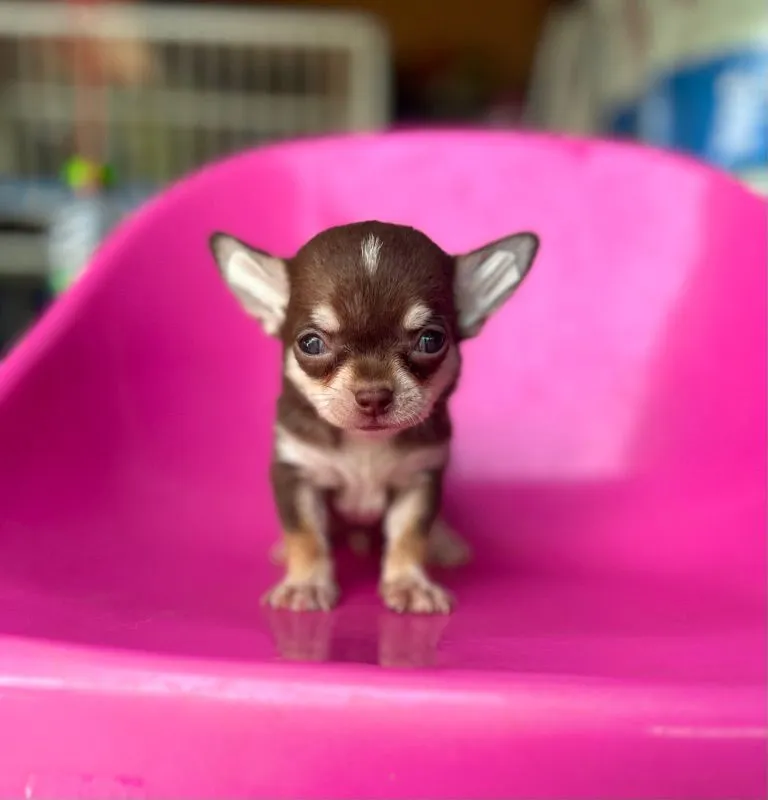 ลูกชิวาวาขนสั้นทีคัพผู้