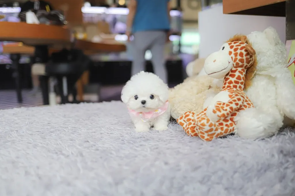น้องบิชอง ฟริเซ่ ไซซ์มินิ นำเข้าจากประเทศเกาหลี 🇰🇷🐶