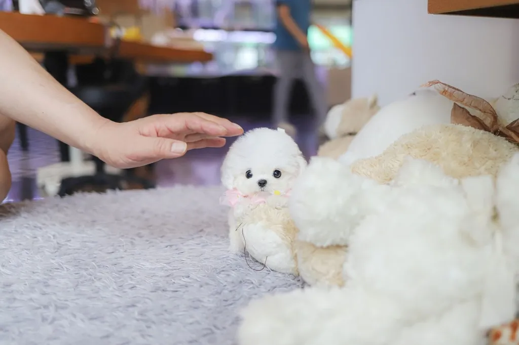 น้องบิชอง ฟริเซ่ ไซซ์มินิ นำเข้าจากประเทศเกาหลี 🇰🇷🐶