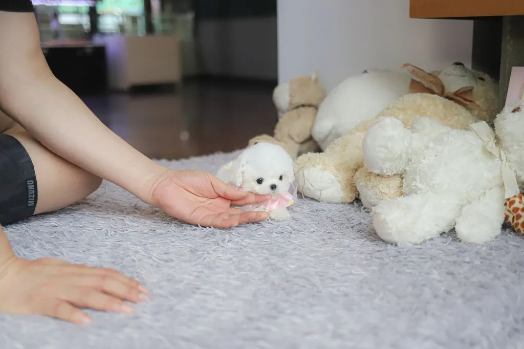 น้องบิชอง ฟริเซ่ ไซซ์มินิ นำเข้าจากประเทศเกาหลี 🇰🇷🐶