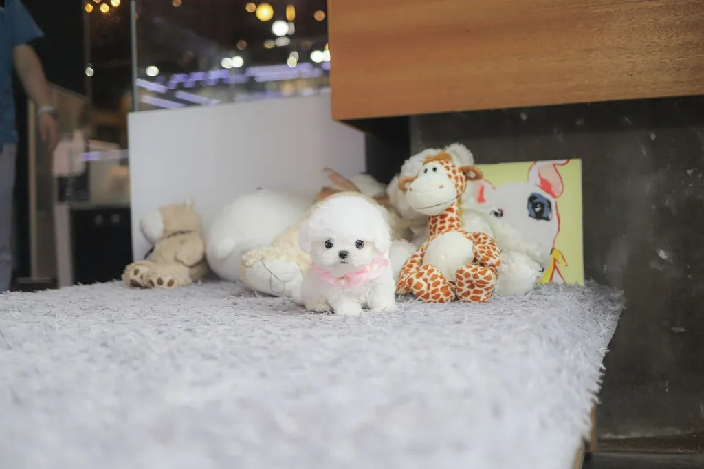 น้องบิชอง ฟริเซ่ ไซซ์มินิ นำเข้าจากประเทศเกาหลี 🇰🇷🐶